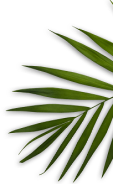 tree leaf